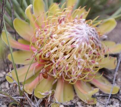 Image of Protea revoluta R. Br.