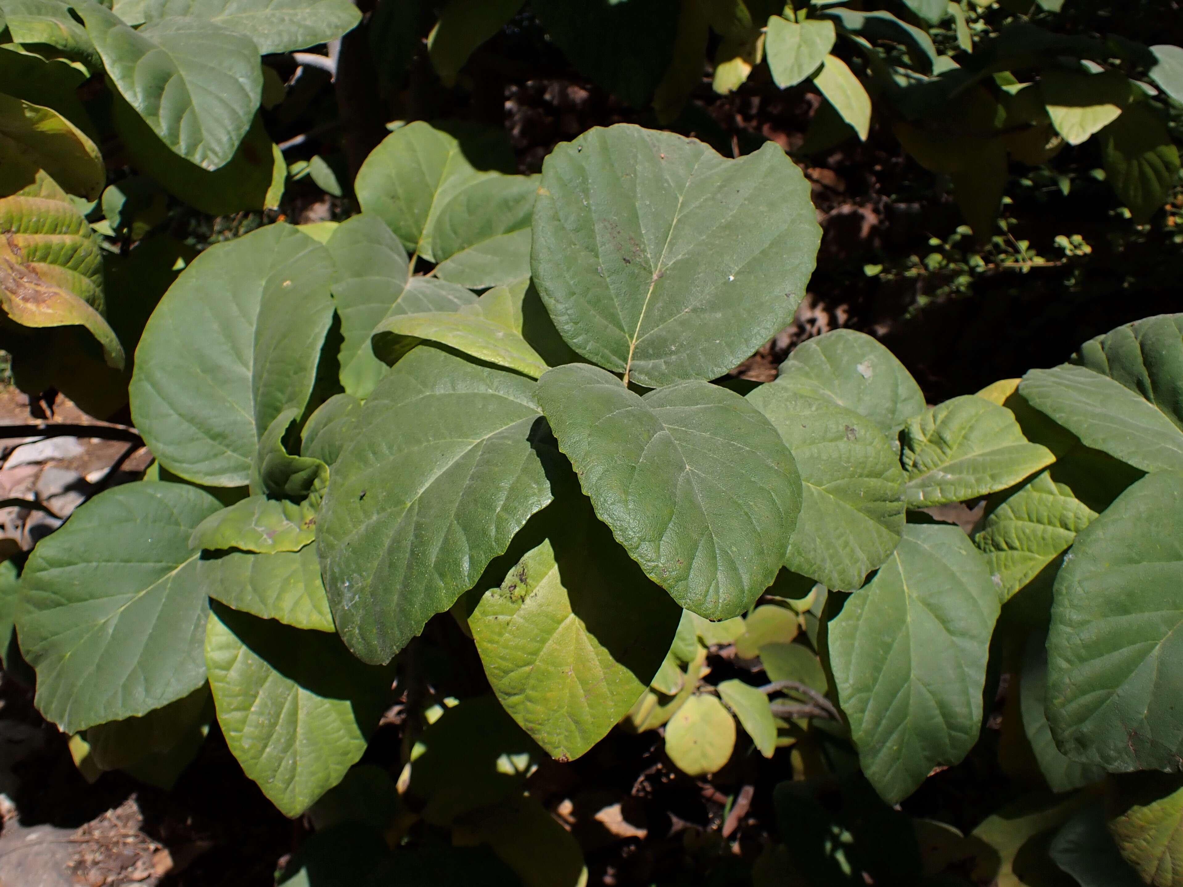 Image of largeleaf geigertree