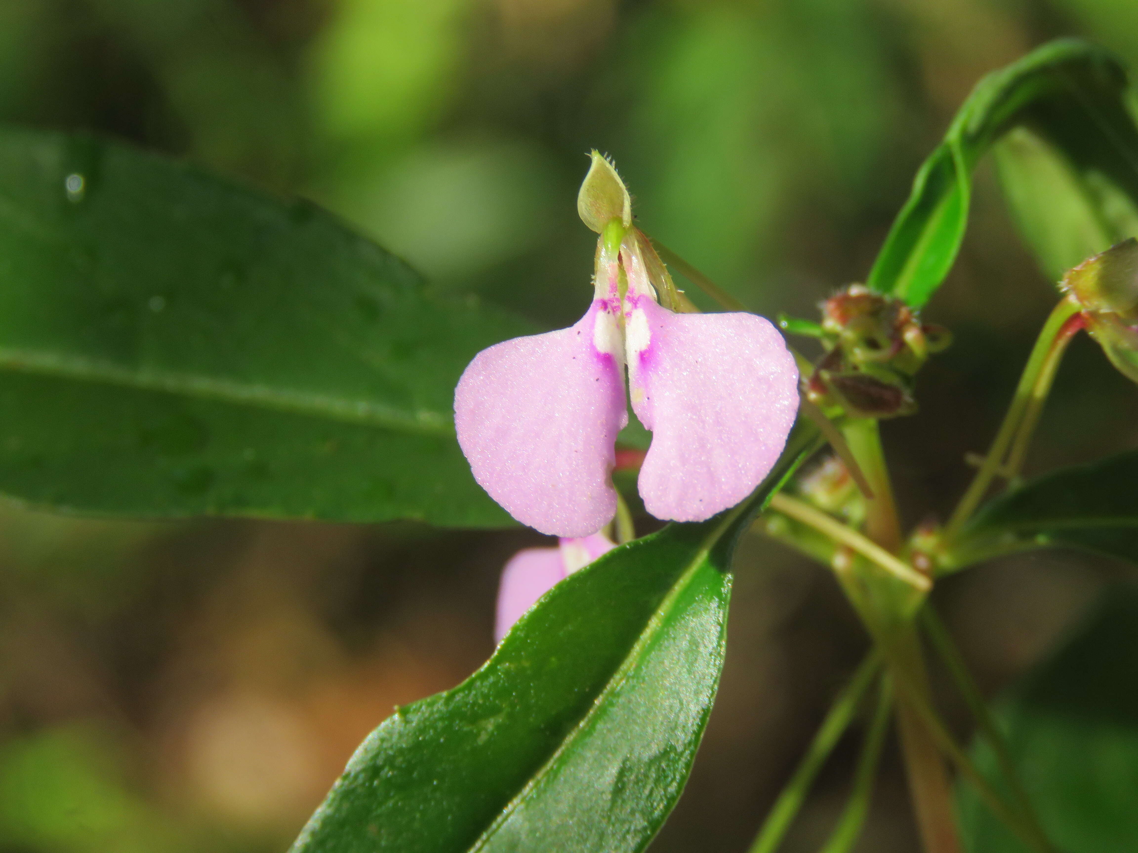 Image of Impatiens minor (DC.) S. S. R. Bennet