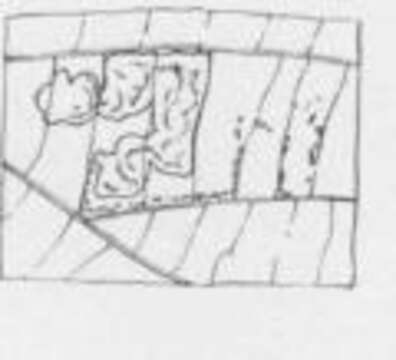 Image of Stigmella argentifasciella (Braun 1912) Newton et al. 1982