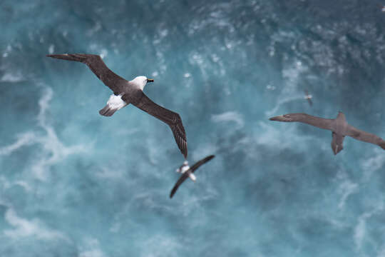 Image de Albatros de Carter