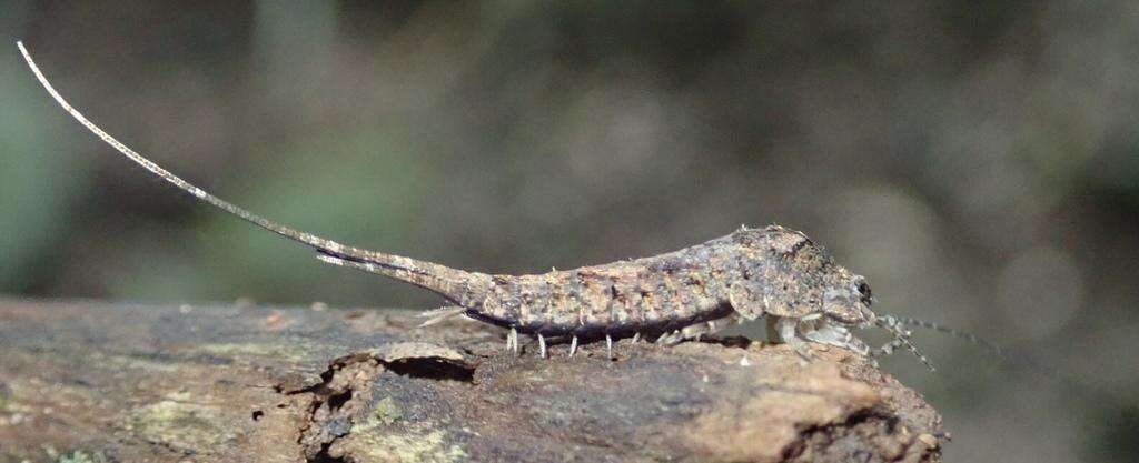 Image of rock bristletails