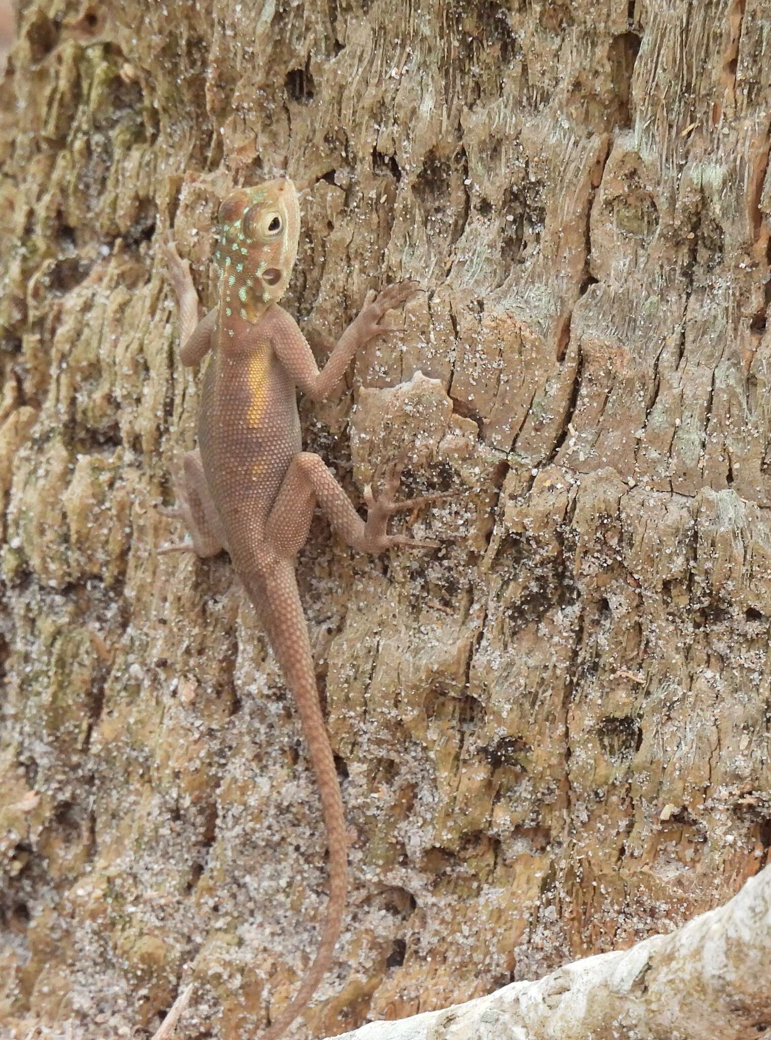 Image of Peters's Rock Agama