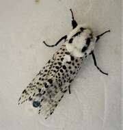 Image of leopard moth