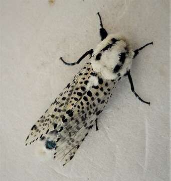 Image of leopard moth