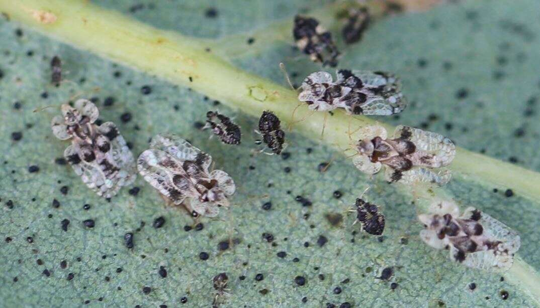 Image of Oak Lace Bug