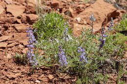 Image of Silver-stem Lupine