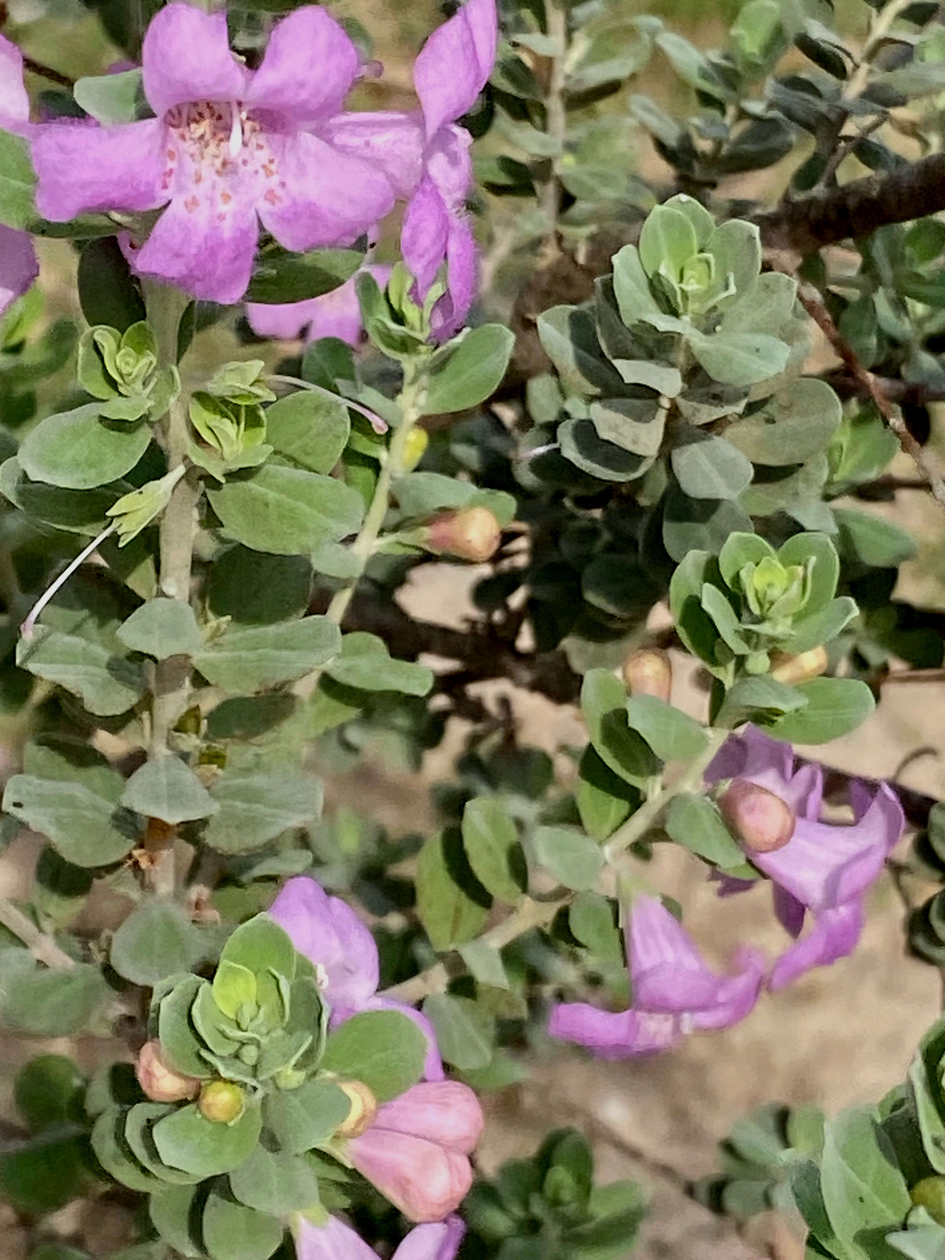 Image of Texas barometer bush