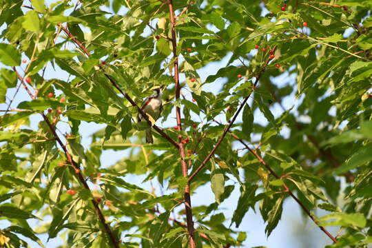 Image of Chestnut-sided Warbler