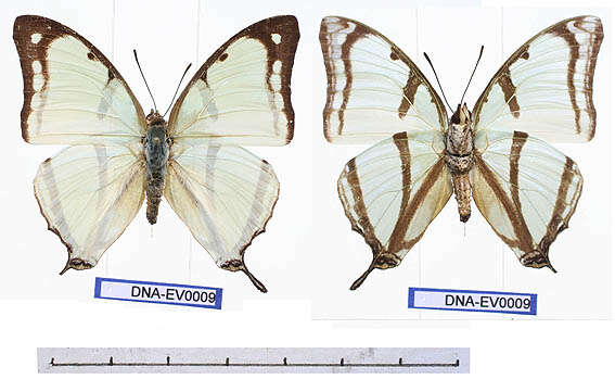 Слика од Charaxes kahldeni Homeyer & Dewitz 1882