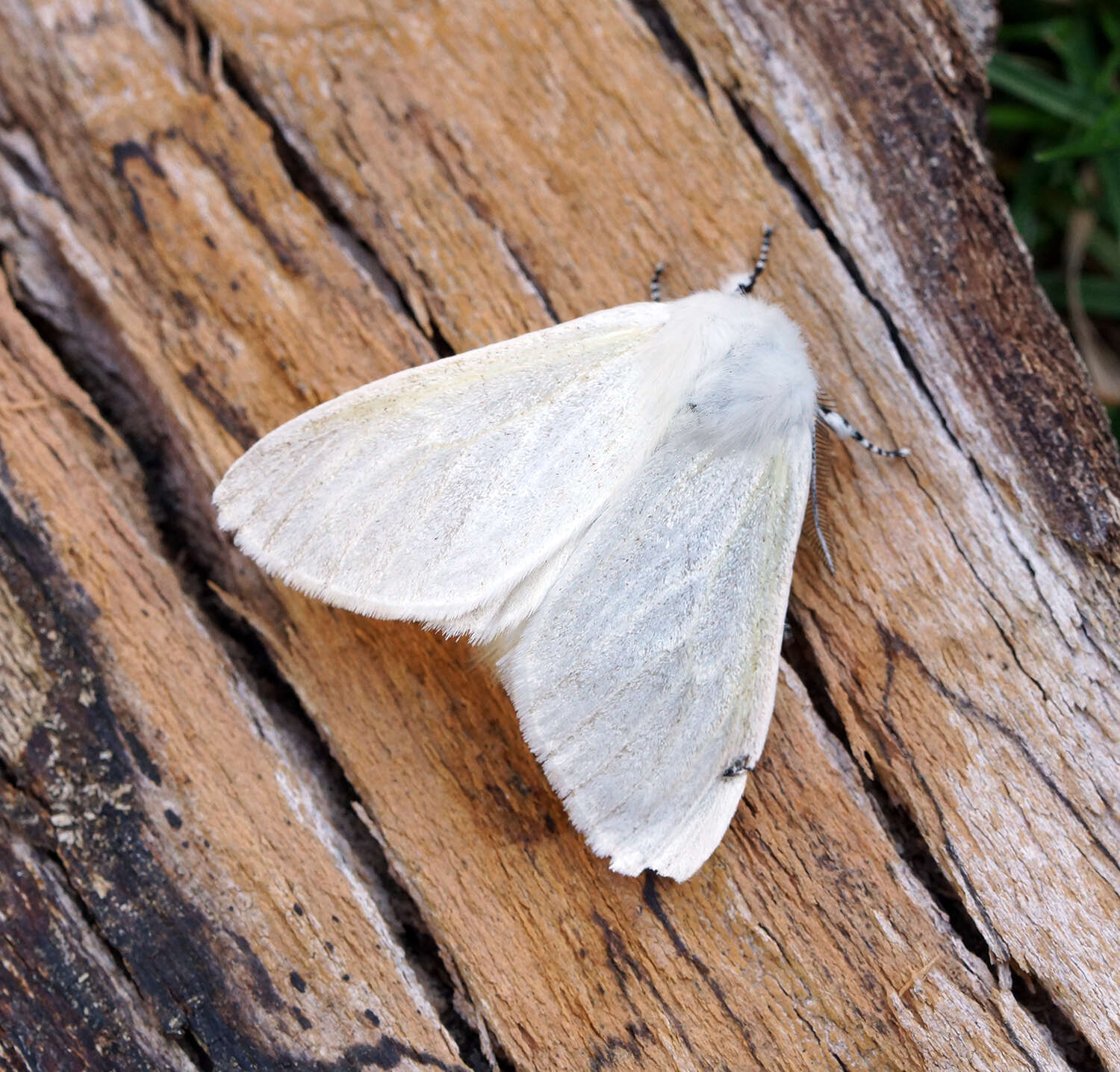 Image of White Satin Moth