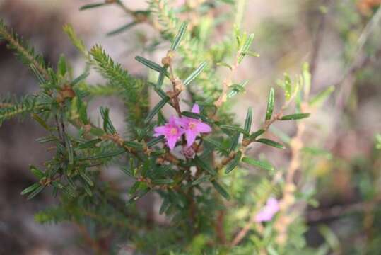 Image of Shannon Creek Boronia