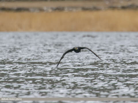 Imagem de Phalacrocorax carbo (Linnaeus 1758)