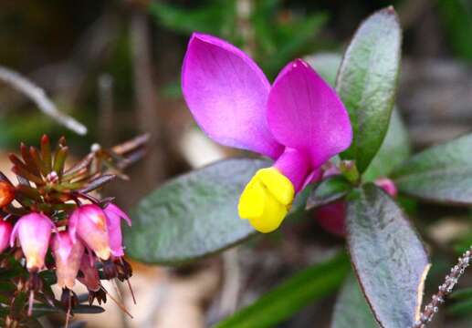 Image of shrubby milkwort