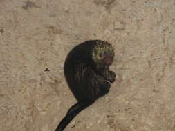 Image of Hairy Dwarf Porcupines