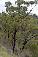 Image of Eucalyptus beaniana L. A. S. Johnson & K. D. Hill