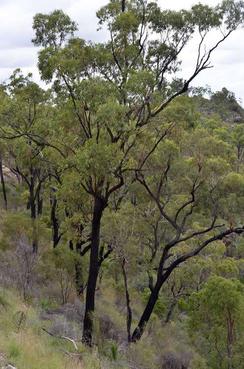 Image of Eucalyptus beaniana L. A. S. Johnson & K. D. Hill