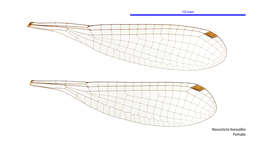 Image of Nososticta baroalba Watson & Theischinger 1983