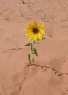 Image of western sunflower