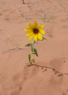 Image of western sunflower