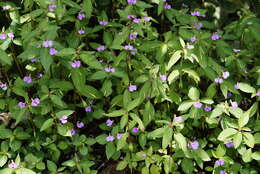 Image of Impatiens minor (DC.) S. S. R. Bennet