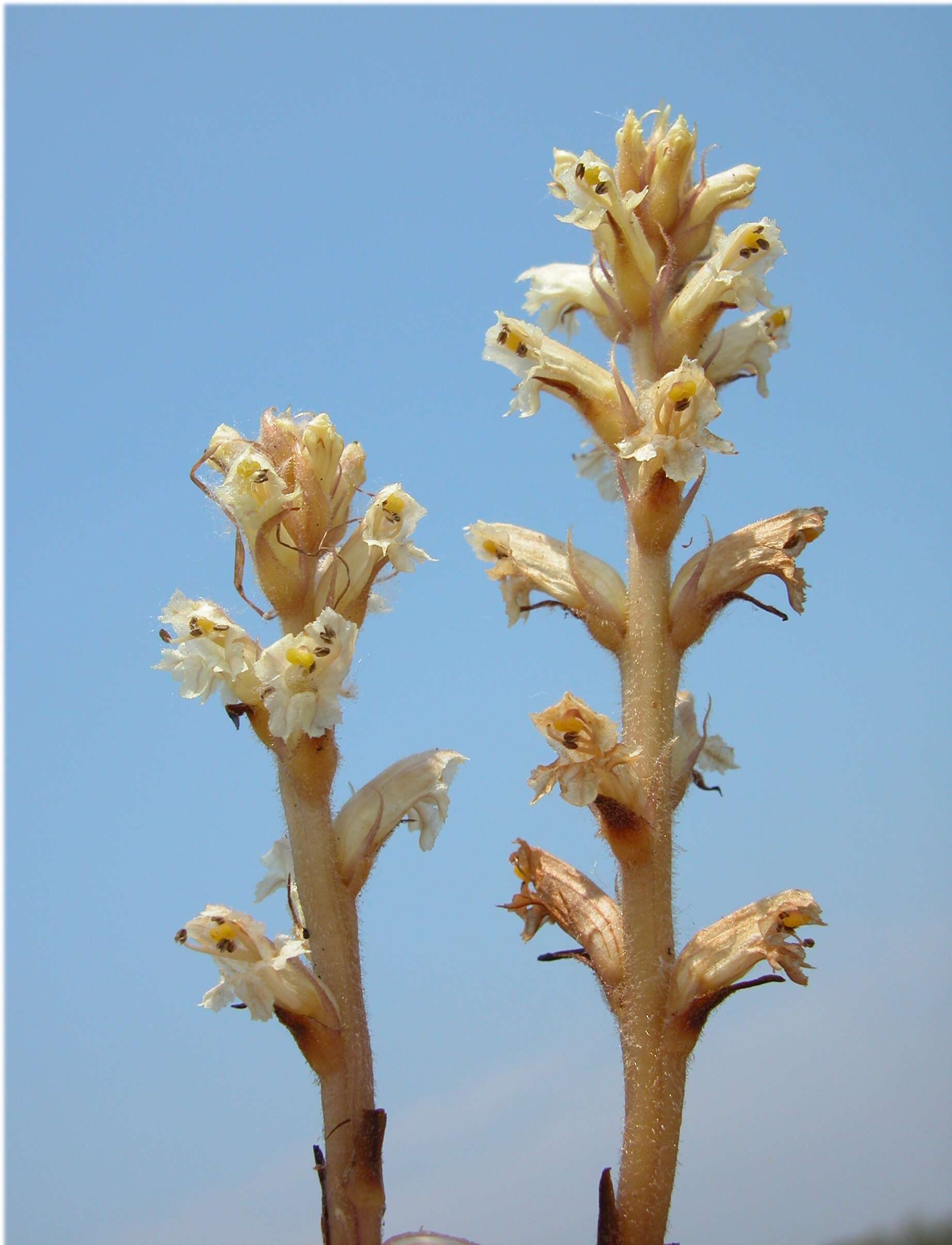 Image of ivy broomrape