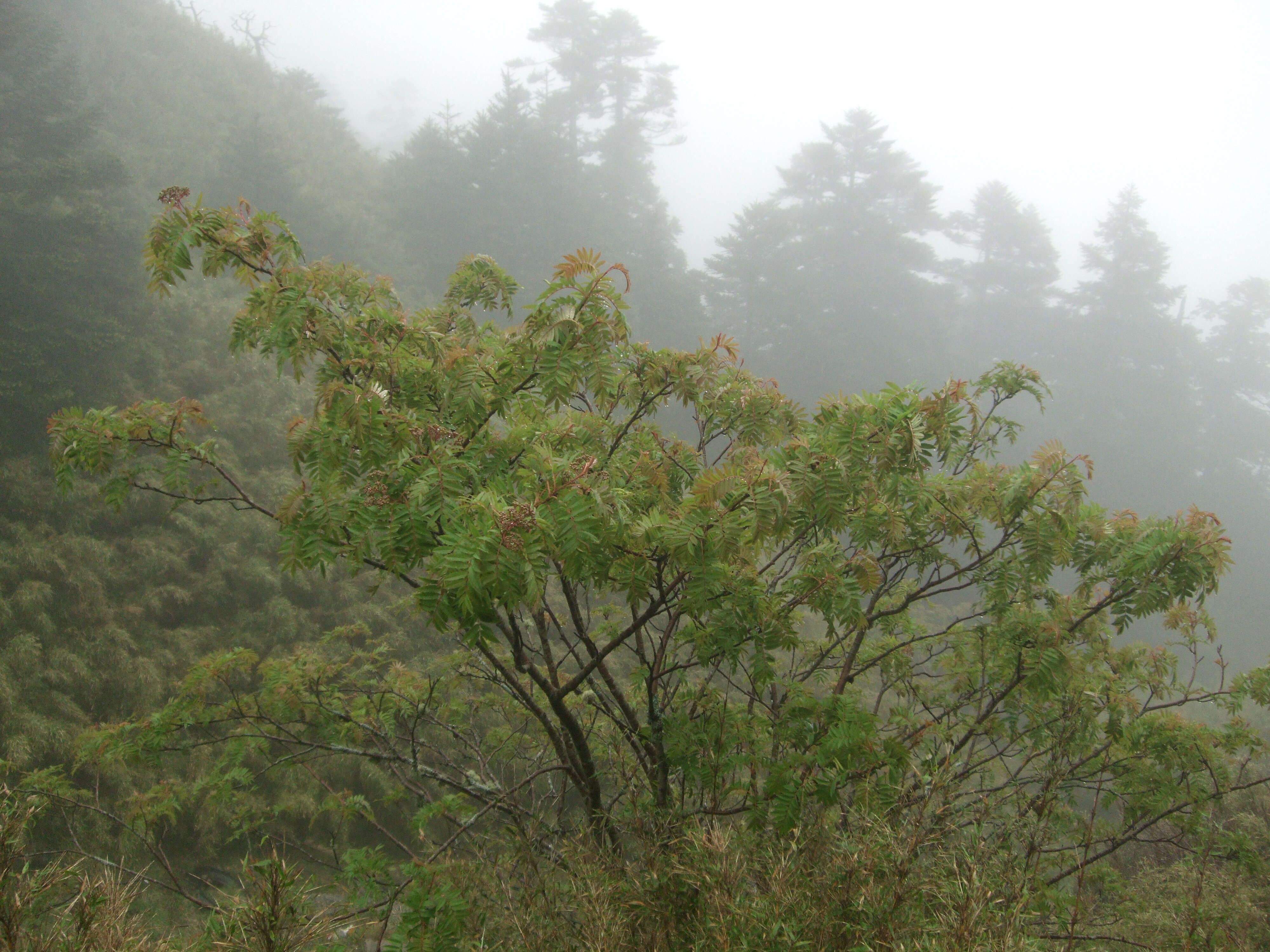 Image of Sorbus randaiensis (Hayata) Koidz.