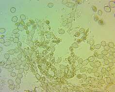 Image of Monilinia fructicola (G. Winter) Honey 1928