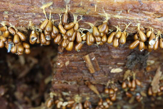 Image of Egg-shell Slime Mould