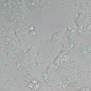 Image of Neospora caninum