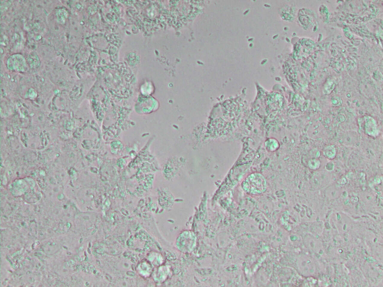 Image de Neospora caninum