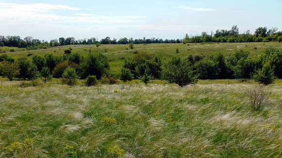 Image of Needle Grass