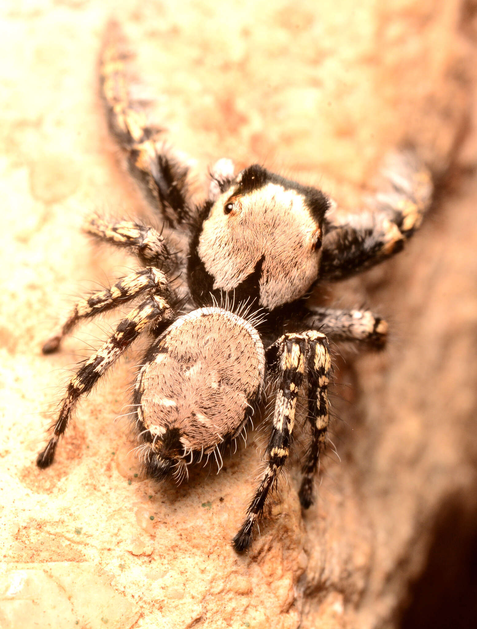 Imagem de Phidippus carolinensis Peckham & Peckham 1909