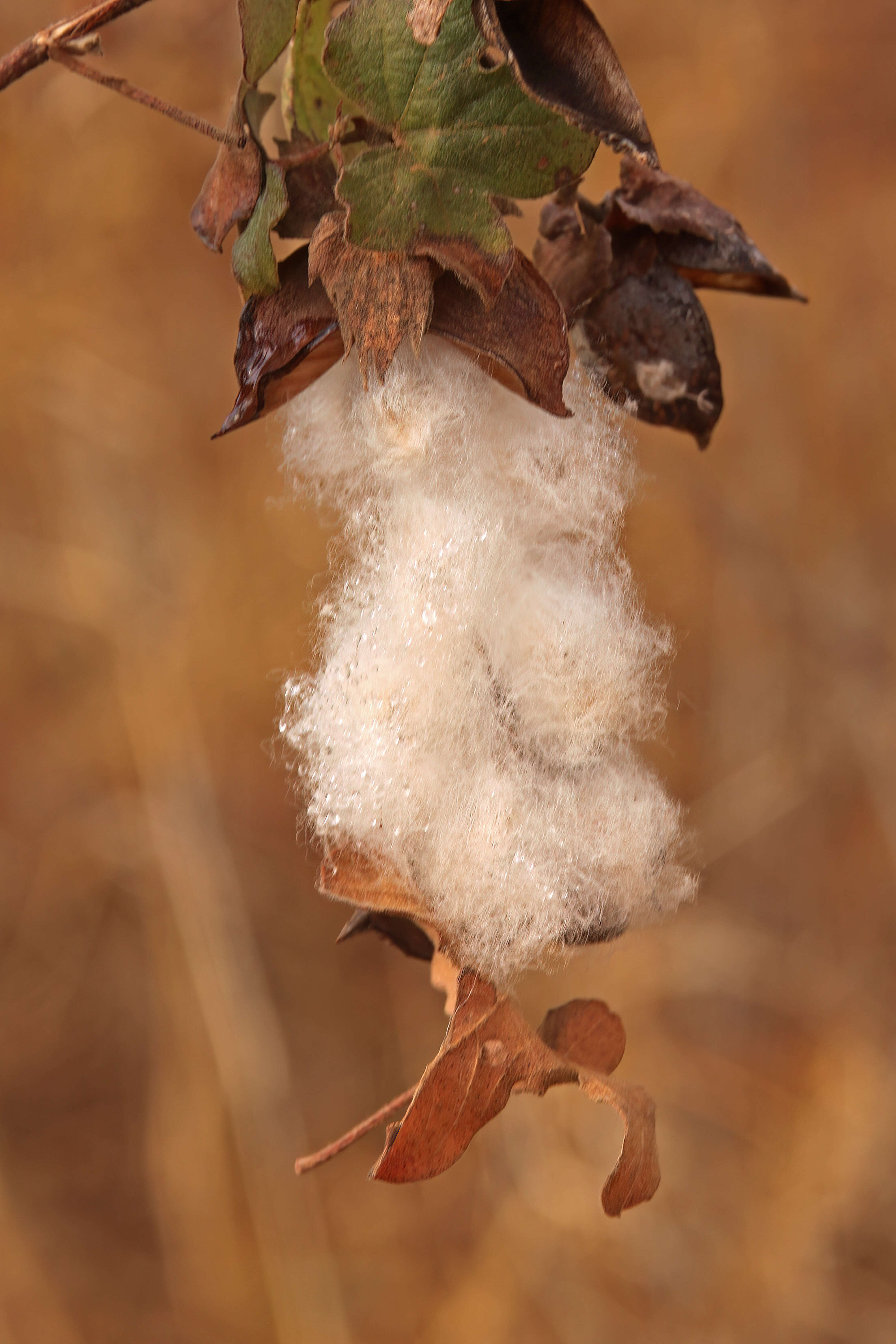 Image of Levant cotton