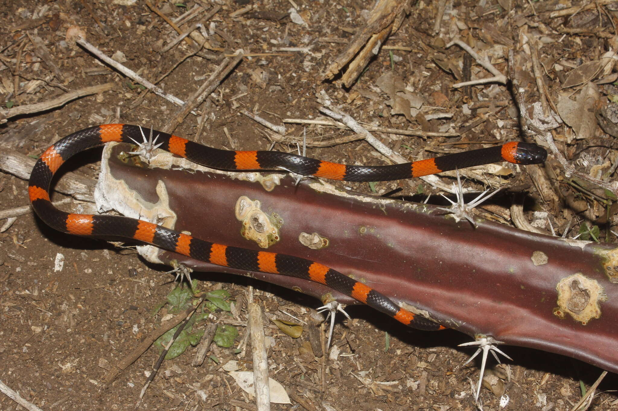 Image of Snail-eating Thirst Snake