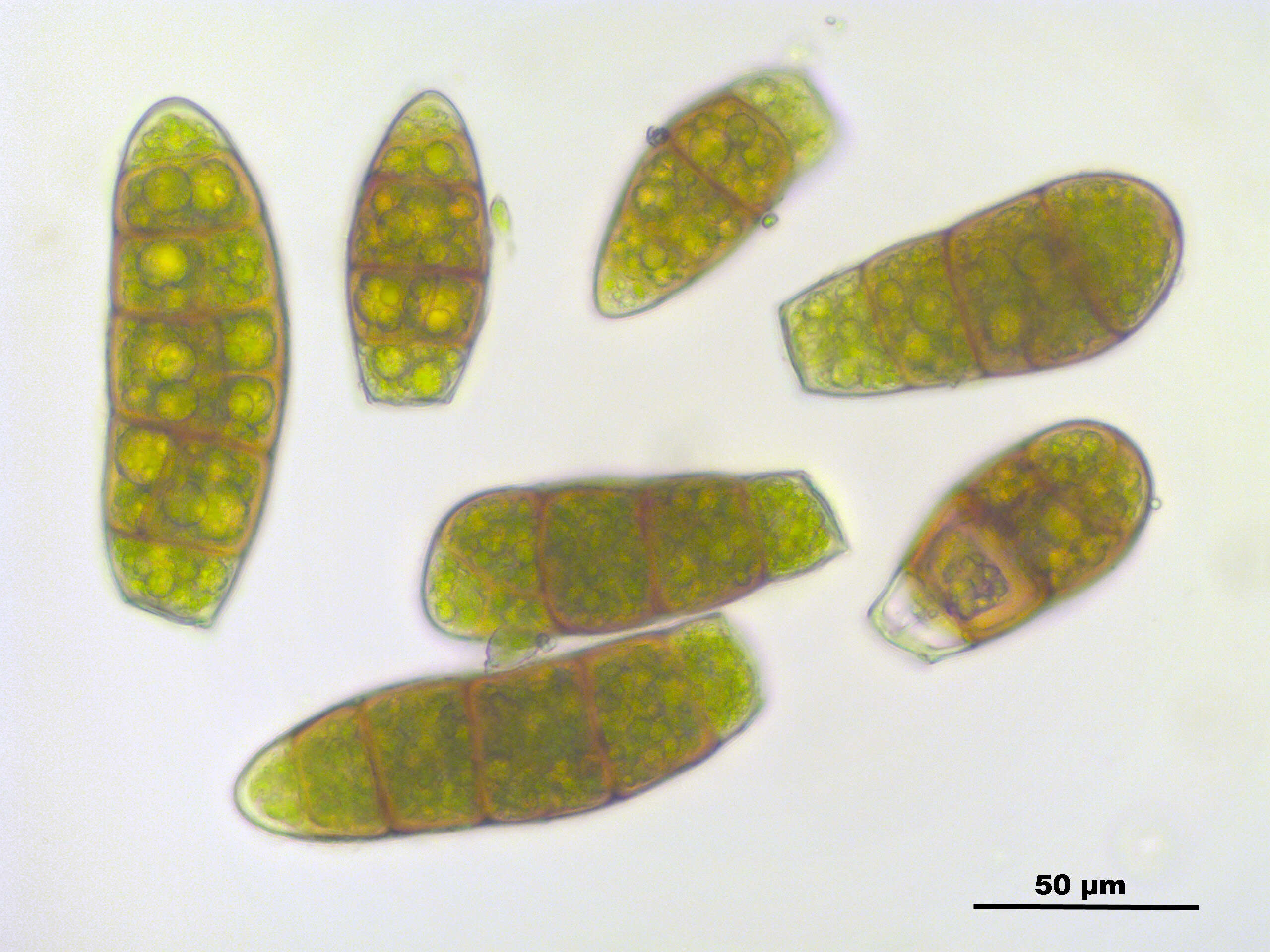 Image of zygodon moss