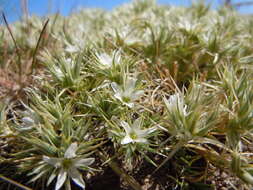 Image of Franklin's sandwort