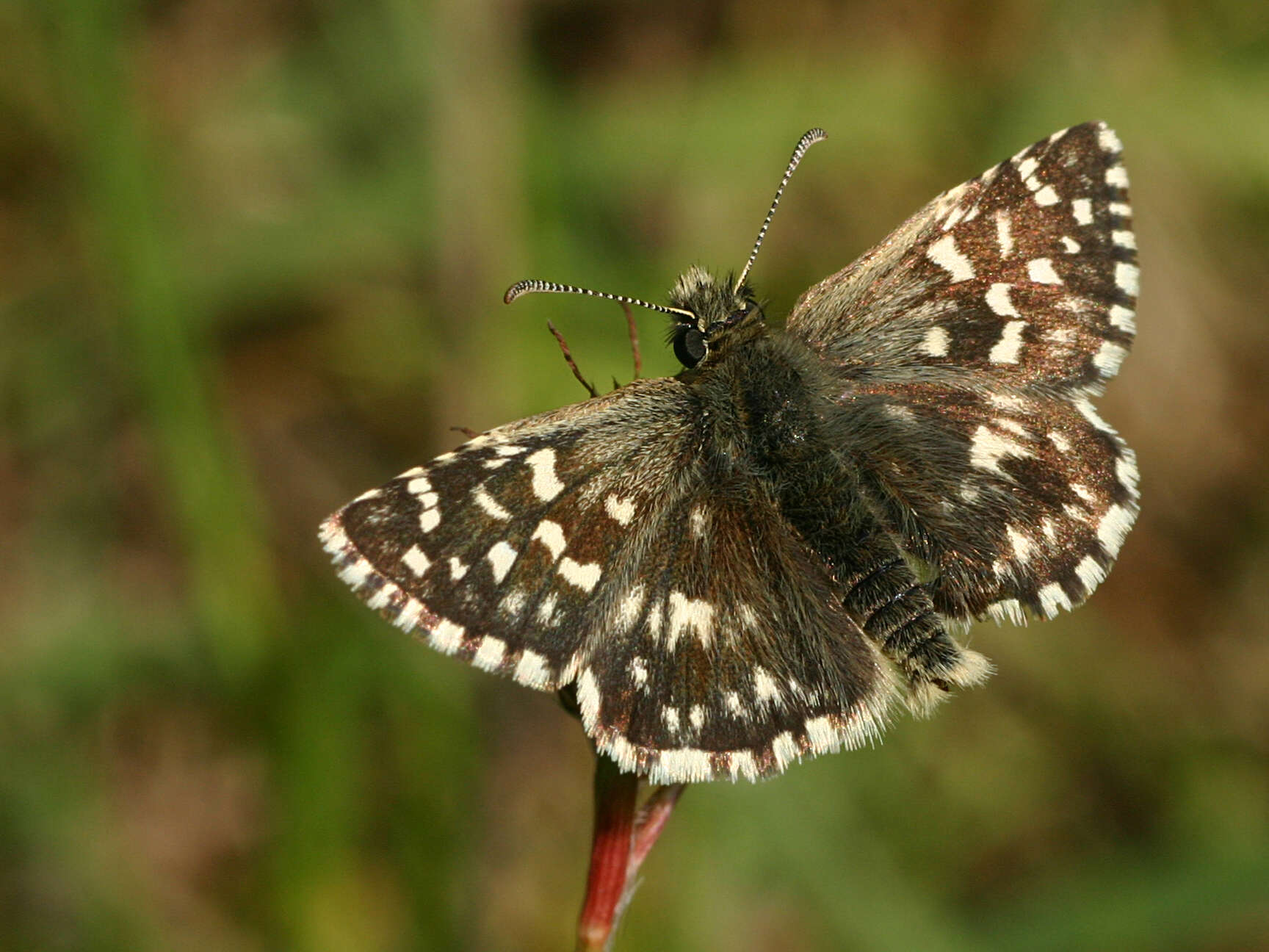 Image of Grizzled skipper