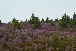 Image of Erica australis L.