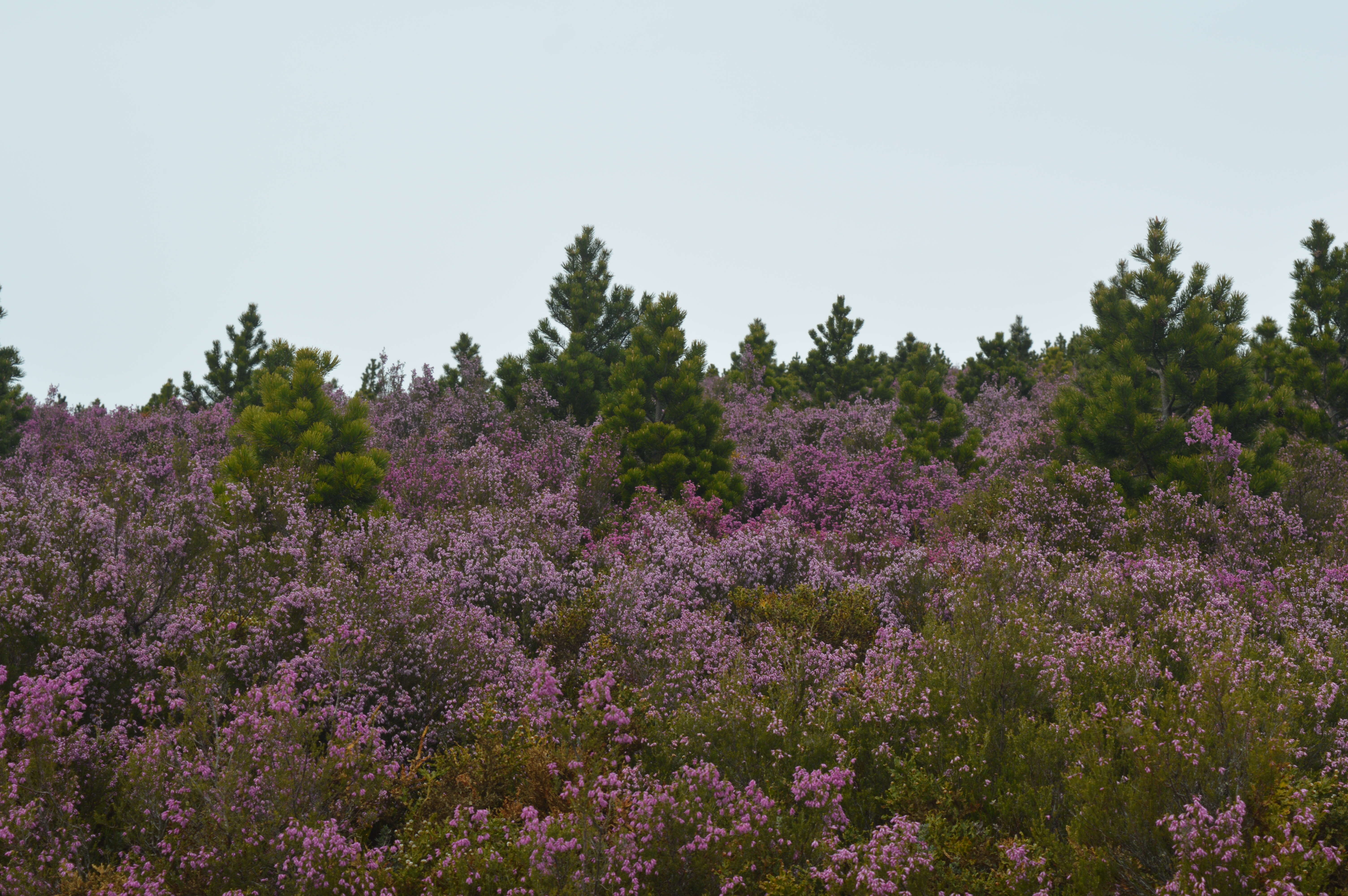 Image of Erica australis L.