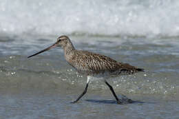 Image of Bar-tailed Godwit