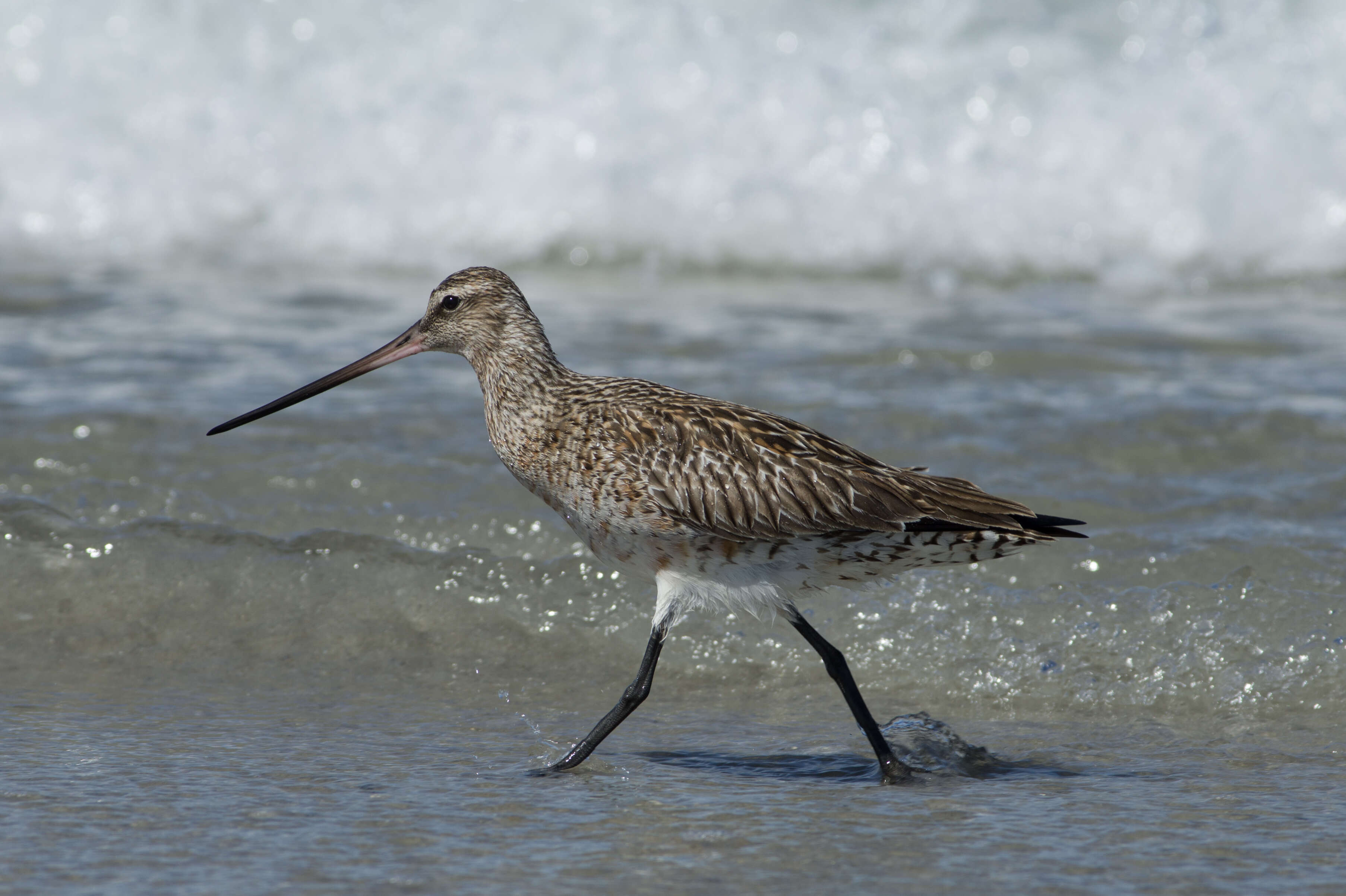 Image of Bar-tailed Godwit