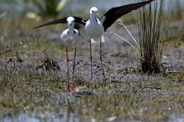 Image of Pied Stilt