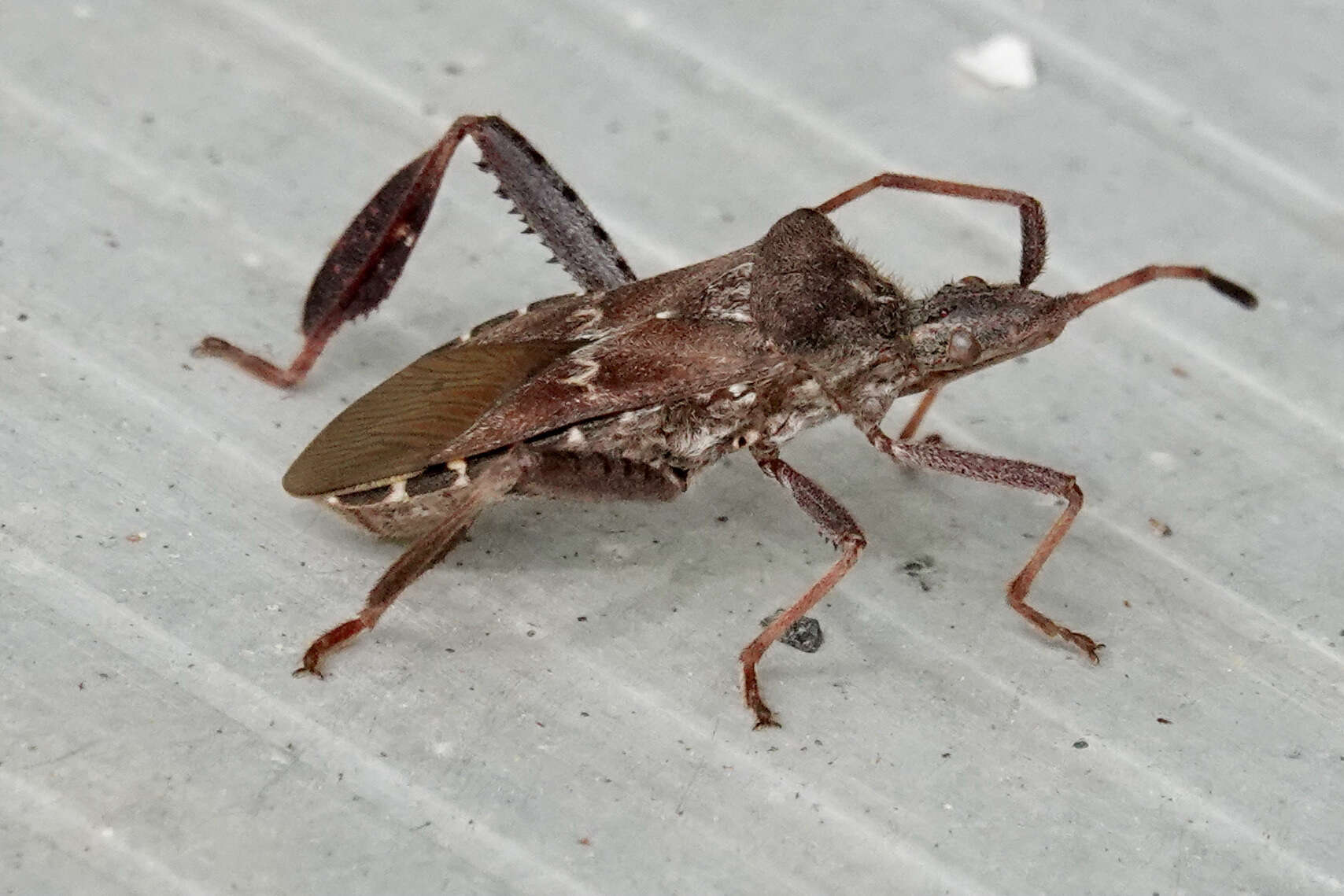 Image of Leaf-footed Pine Seed Bug