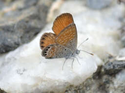 Image of Western pygmy blue