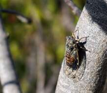 Image of Cicadas, Leafhoppers, and Treehoppers