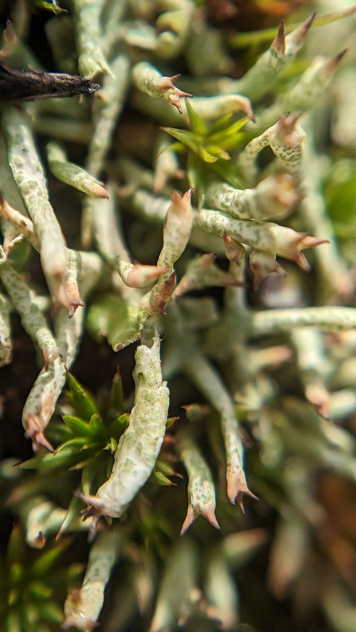 Image of Thorn cladonia