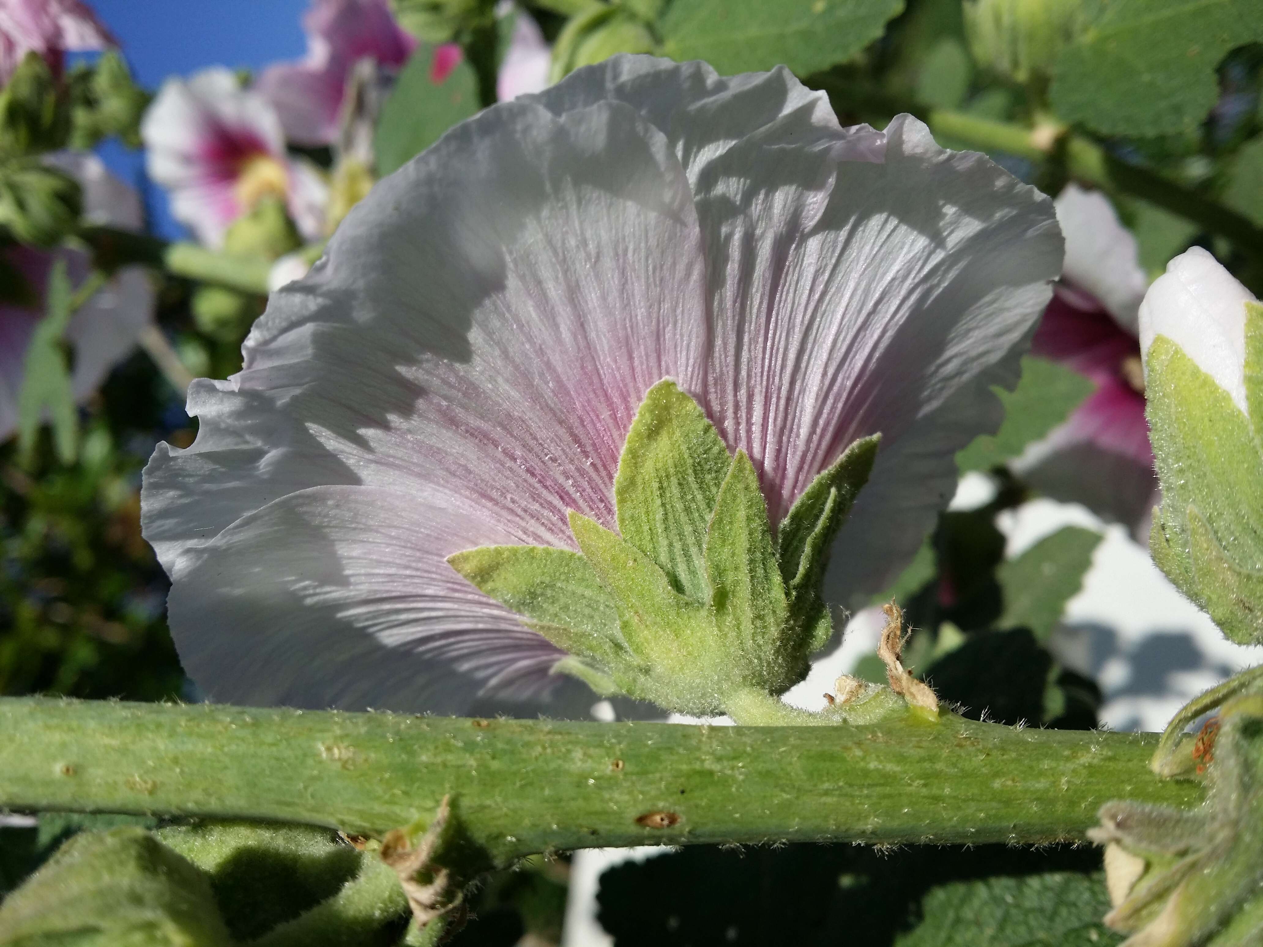 Image of hollyhock