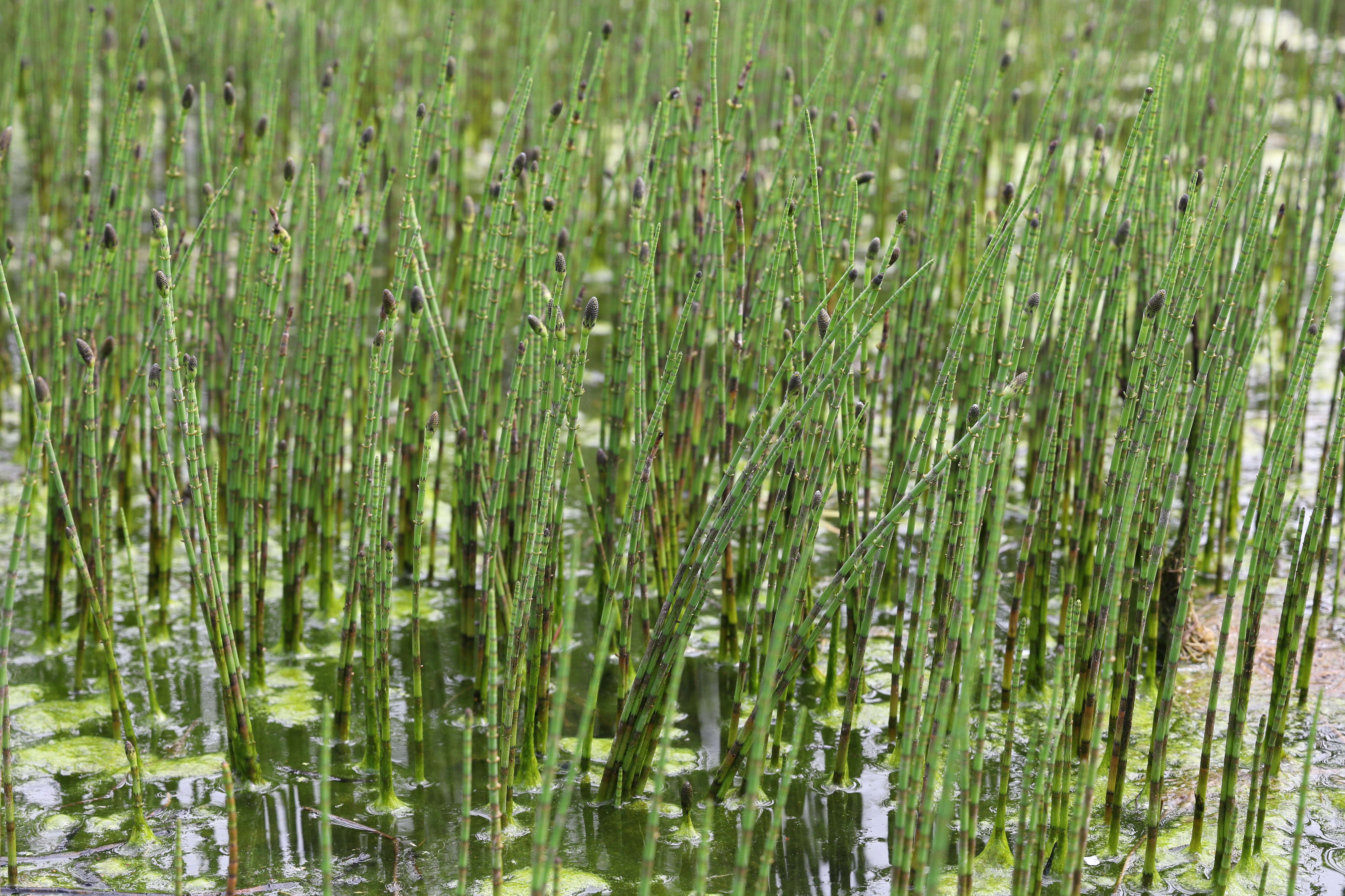 Image of Water Horsetail