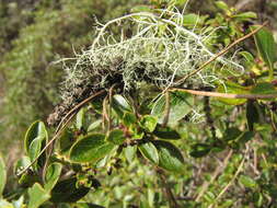 Image of alpine mirrorplant